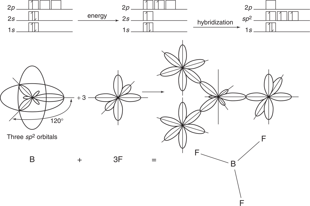 Boron trifluoride, BF3 orbitals showing eergy move from 2s to 2p to hybridize at sp2.  Diagram shows three sp2 orbitals with intersecting ovals plus 3F vertical figure eight, horizontal figure eight, and diagonal figure eight on graph, equaling three F graphs connected by one B graph. 