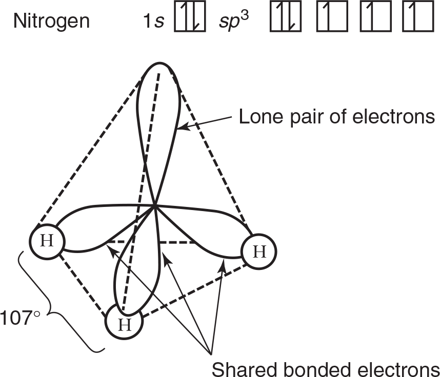 NH3 tetrahedron molecule. In a hybridized state of sp3 orbitals. Lone pair of electrons at the top. Shared bonded electrons with Hs at the bottom, left, and right. That angle is 107 degrees.  