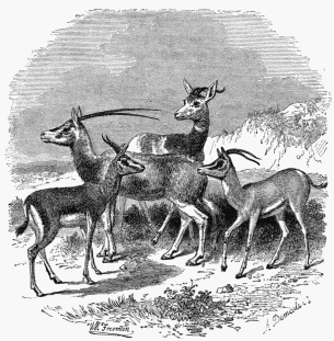 1. Gazelle. 2. Antelope (Oryx-leucoryx). 3. Gazelle (of Sœmmering). 4. Nanguer.