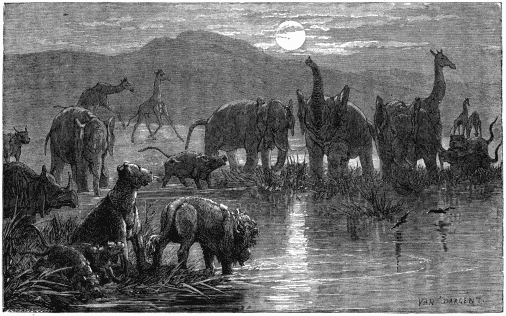 NIGHT-SCENE IN THE AFRICAN INTERIOR.