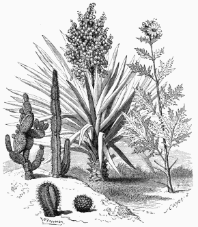 Vegetable Life in the Texan Prairies. 1. Yucca Tréculeana. 4. Echinocactus robustus. 2. Silphium terebinthinaceum. 5. Cereus Peruvianus. 3. Mamillaria rodantha. 6. Opuntia microdasys.