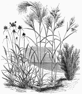 Vegetable Life in the Plains of the Meta. 1. Anthephora elegans. 3. Anthistiria ciliata. 2. Panicum Cajennense. 4. Aristida capillacea. 5. Cyperus articulatus.