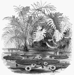 Aquatic Plants of Guiana. 1. Victoria regia. 2. Raphia tædigera. 3. Scyndapsus fragrans.