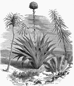 Vegetable Life on the Australian Plains. 1. Doryanthes excelsa. 2. Aralia crassifolia. 3. Dryandra repens. 4. Cordyline congesta.