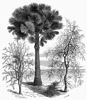 Vegetable Life on the Australian Plains. 1. Acacia verticillata. 2. Casuarina equisetifolia, or Black Boy Tree. 3. Corypha Australis, or Australian Palm.