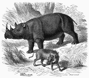 Rhinoceros. African Phacocœrus (Chœripotamus Africanus).