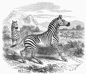 Zebras (Equus Zebra).