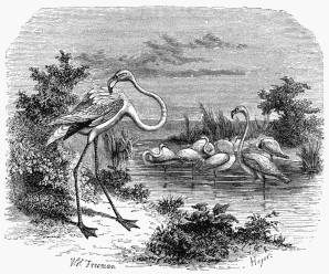 ROSE FLAMINGOES (Phœnicopterus antiquorum).