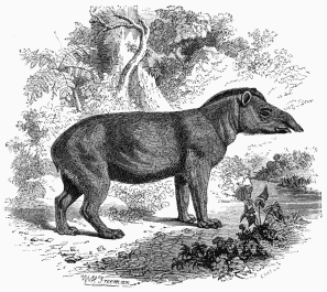 American Tapir (Tapirus Americanus).