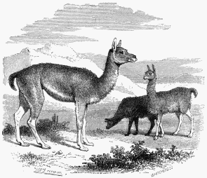 1. Guanaco. 2. Llama. 3. Vicuña.