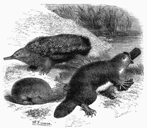 1. Ornithorhynchus. 2. Echidna.