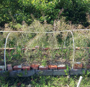 Kale seed pods ready to harvest in June.