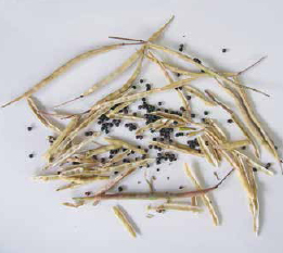 Kale seeds and empty pods.