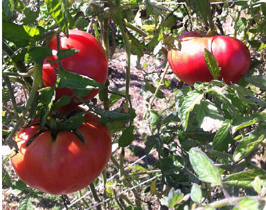 Tomatoes ripening on the vine. CREDIT: BETSY TRICE