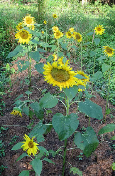 Sunflowers are an easy crop.