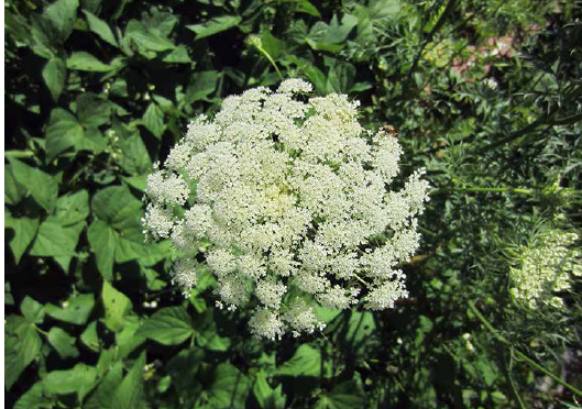 Carrot flower. Carrots are a “medium” crop.