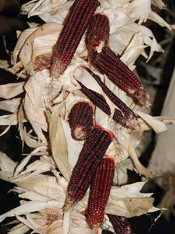 Bloody Butcher corn (red kernels) strung together waiting for shelling. Corn is an “advanced” crop.