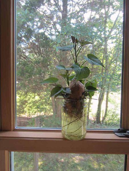 Sweet potato with slips growing on it.