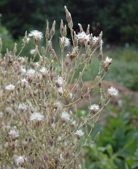 Lettuce going to seed. Beneath each white puff is a group of seeds.