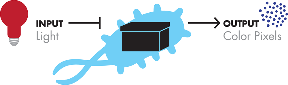 Bacterial photography system-level design. The bacterial photography system takes light as an input and produces color pixels as the output.