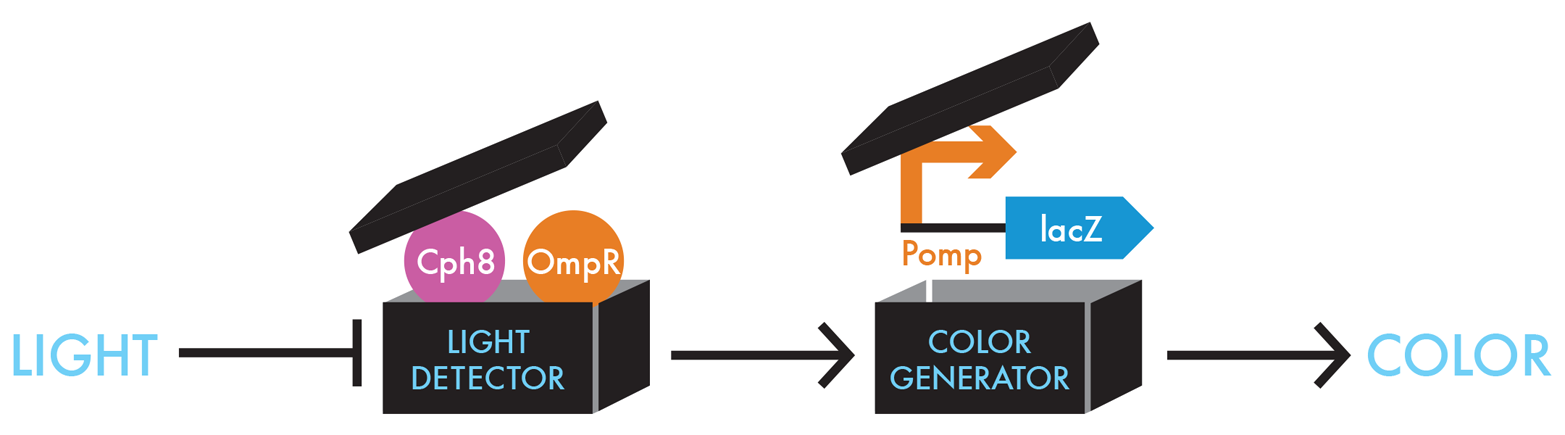 Unpacking the blackbox devices. To detect light in E. coli, the iGEM team genetically fused a portion of a light-sensing protein from cyanobacteria, Cph1, with the portion of the E. coli protein creating a novel protein, Cph8 (pink circle) that can phosphorylate OmpR (orange circle). The Cph8/OmpR combination can sense light as an input and then generates an output signal that can be understood by the Pomp-lacZ color-generating device.