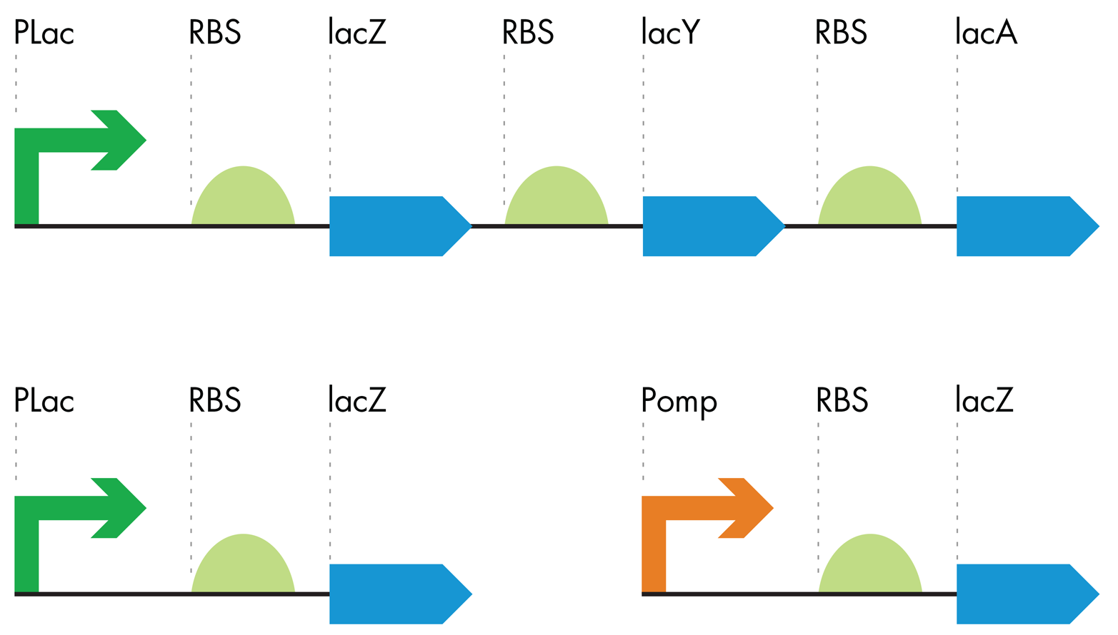 Making the color-generating device. The lac operon (top) was truncated (lower left) and modified with an OmpR-sensitive promoter (orange arrow) to generate a color-generating device that is sensitive to the OmpR protein.