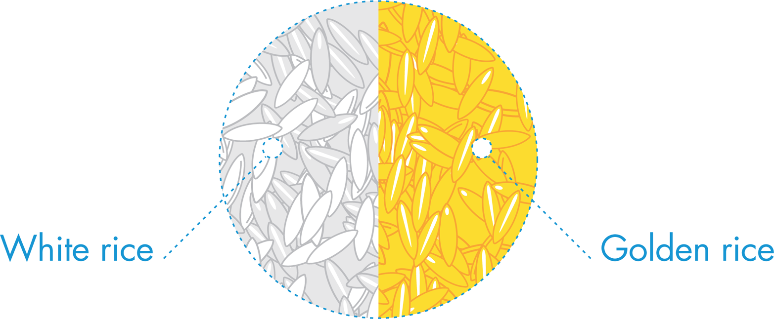 Golden rice. Golden rice is white rice that has been enriched to produce β-carotene, which is converted to vitamin A upon ingestion.