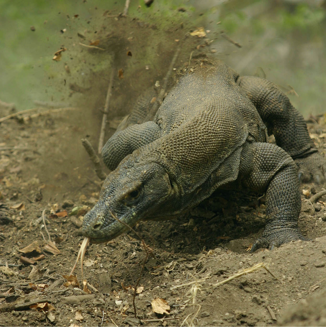 KOMODO-02_KIAT_Indonesia_EC.jpg