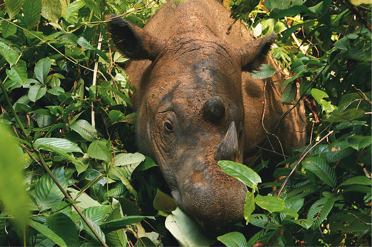 Sumatran_Rhinoceros_Way_Kambas_2008_Indonesia_EC.jpg