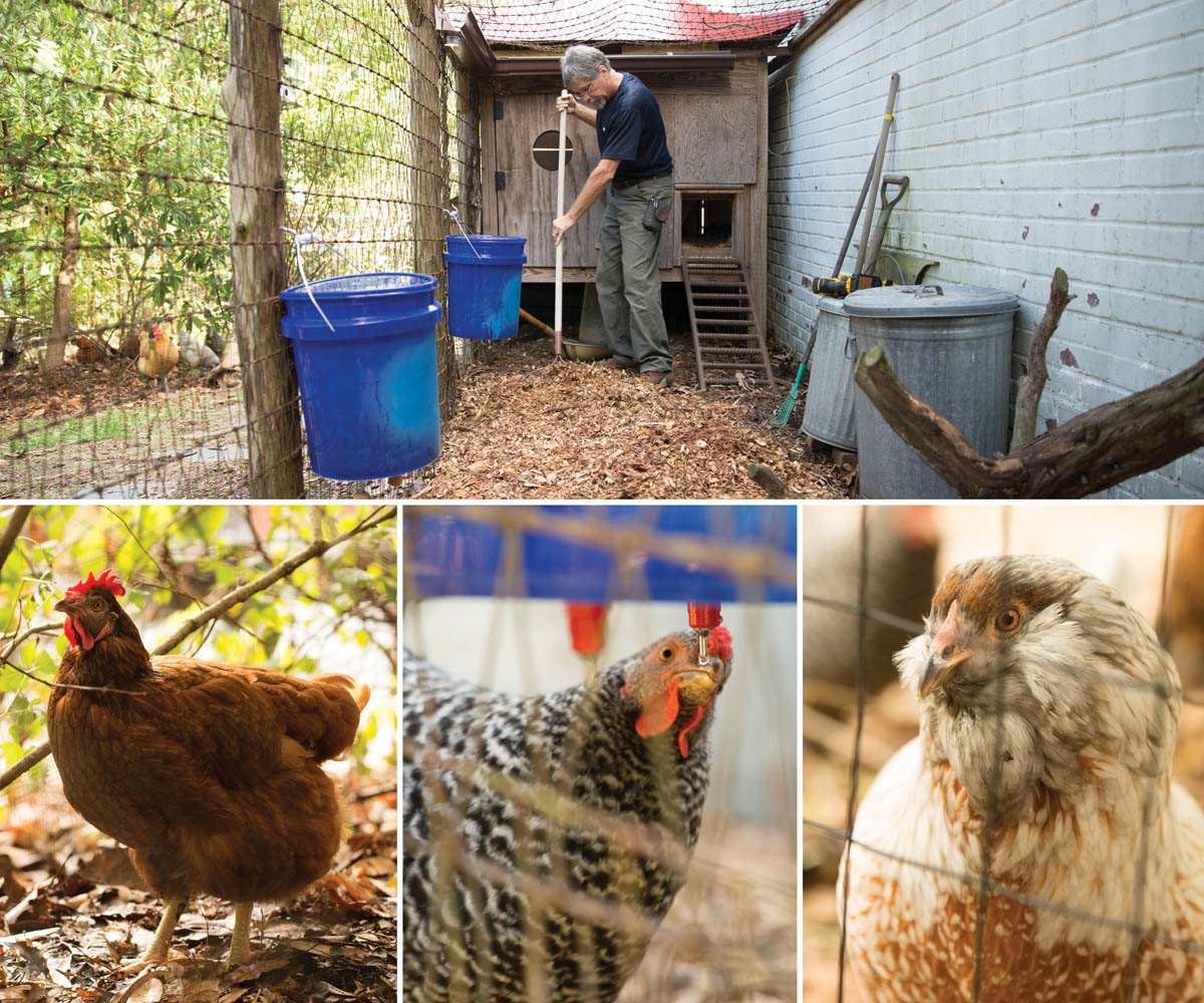 The author cleaning up the chicken pen, and several of his chickens.