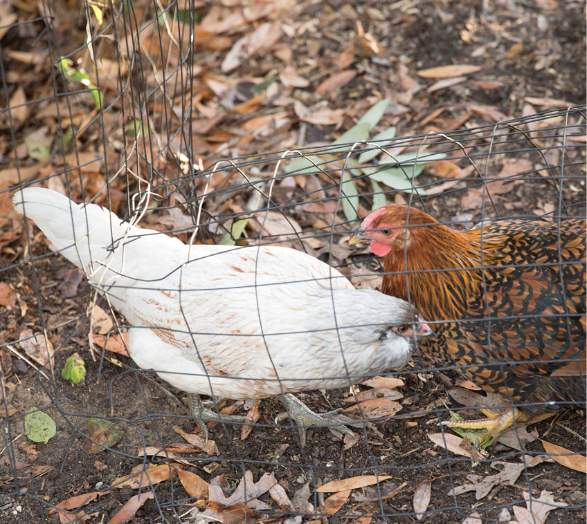 Two chickens passing each other in the chunnel.