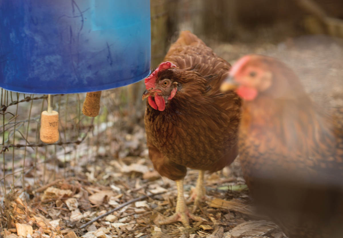 Hungry chickens approaching the vending machine.