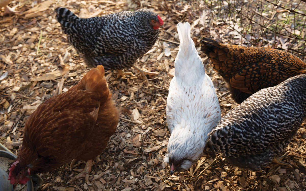 A group of chickens foraging in wood chips.