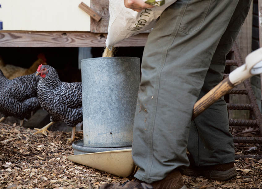 Filling the food drawer with feed.