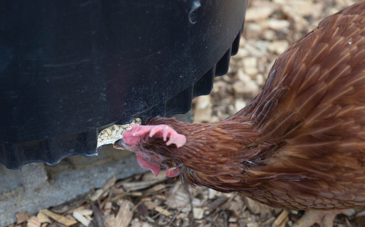 A chicken feeding from the bottom of a gravity feeder.