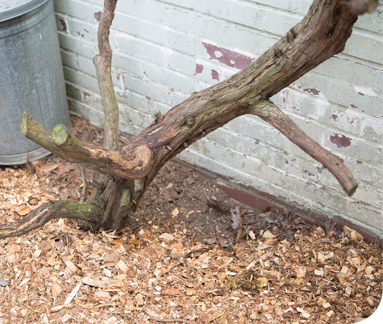 A wood perch over wood chips.