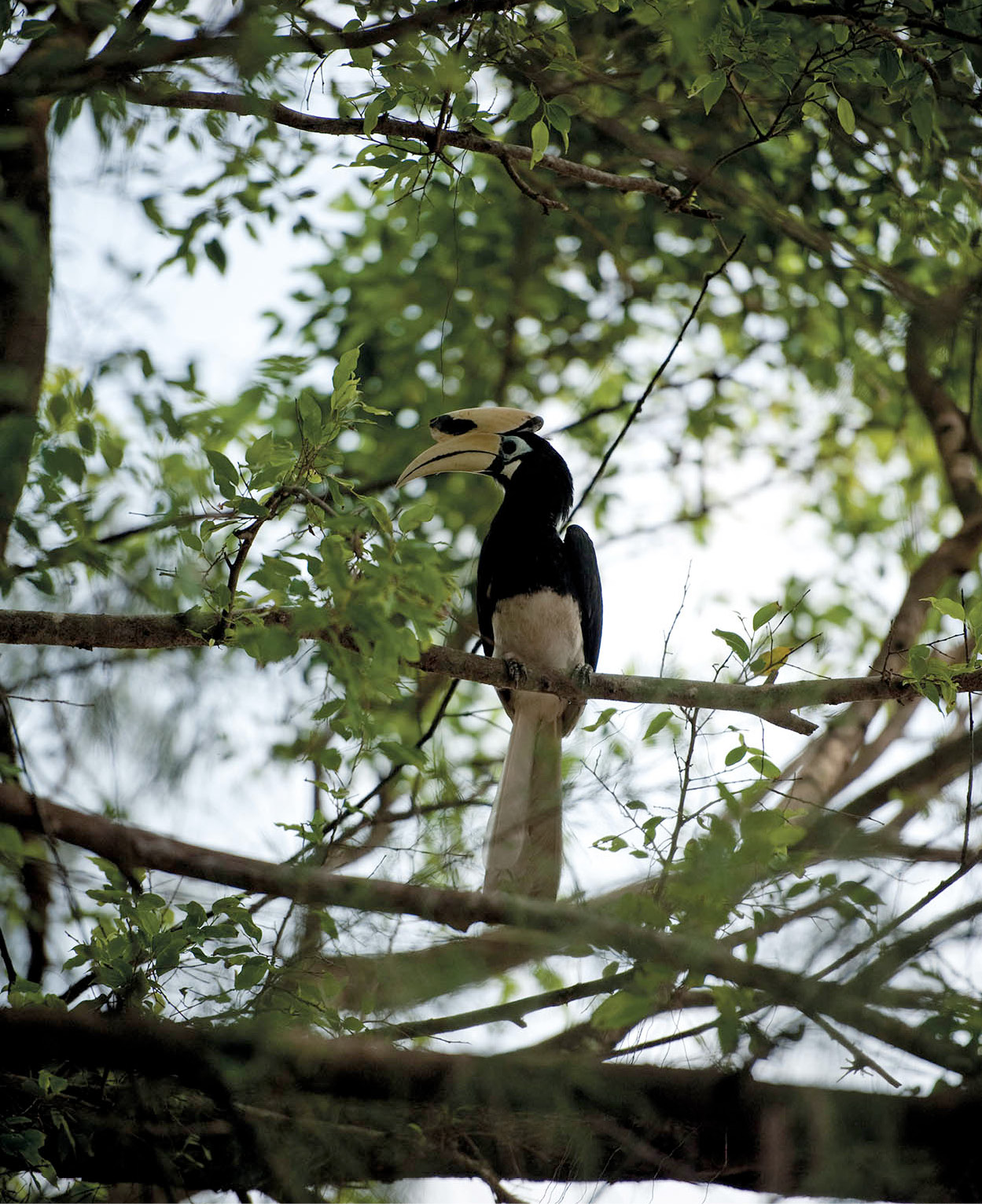 20120221_malaysia-6434_Malaysia_EC.jpg