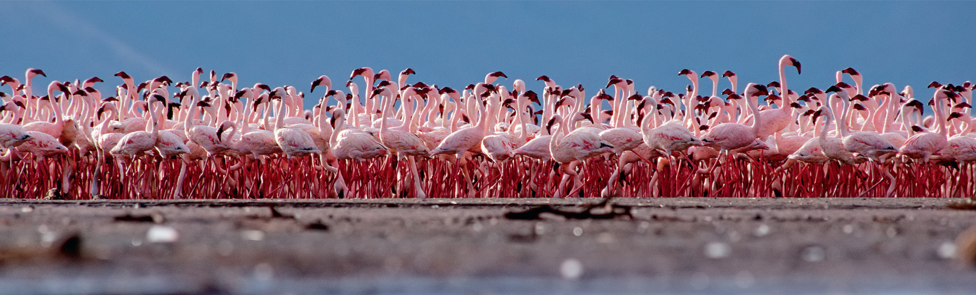 Lake Natron’s lesser flamingos crowd together at the start of their communal dance. Birds display up to 136 different moves: it’s thought that the more complicated the display, the more successful the bird.