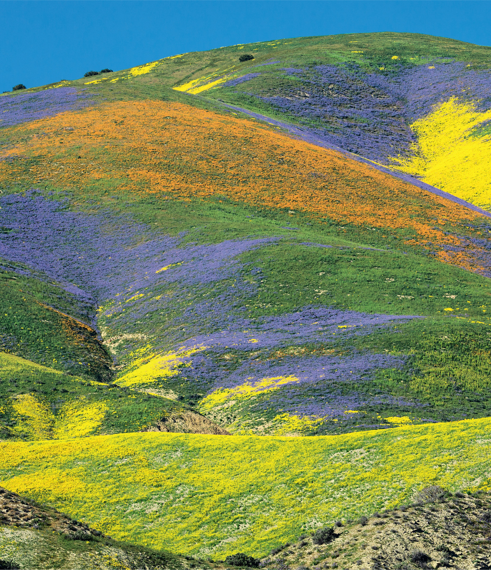 A ‘superbloom’ of wildflowers colours the Temblor Range on the northeast edge of the Carrizo Plain National Monument in California.