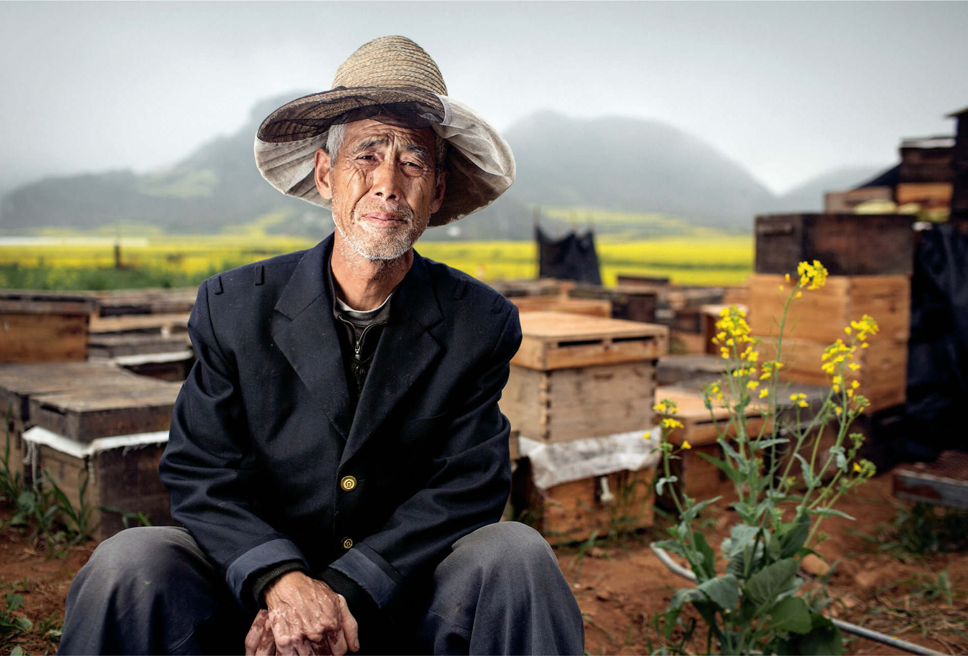 Mr Dai must ensure he arrives with his beehives at just the right time, as all the rapeseed flowers bloom simultaneously and only for a couple of weeks.