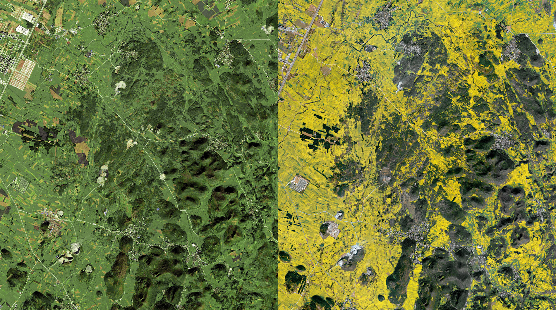 China’s rapeseed fields are green or brown before the flowers appear, but pictures from space reveal vast areas transformed into yellow when they bloom. © Satellite imagery courtesy of © 2018 DigitalGlobe, a Maxar company.