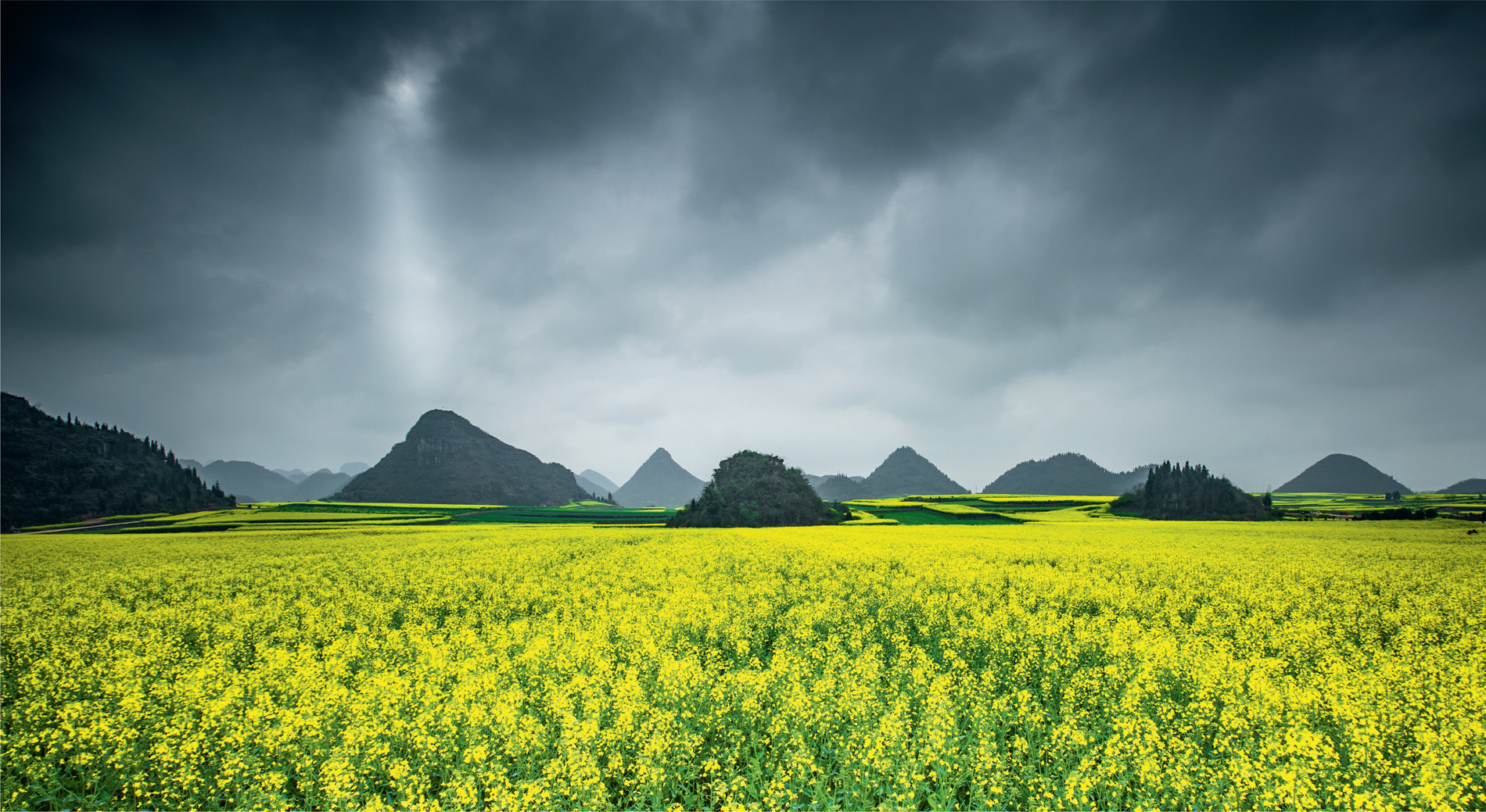 This dramatic landscape of yellow and black will provide the raw ingredients for products such as cooking oil and bio-diesel.