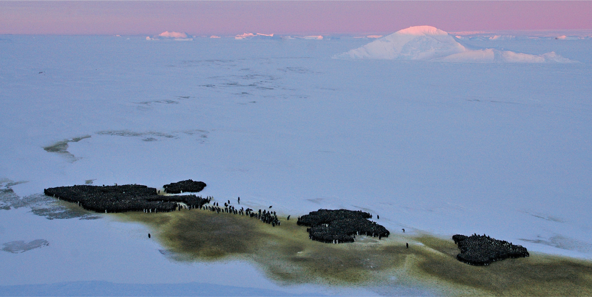 The telltale stains of guano on Antarctica’s ice are helping scientists to count penguins from space. The characters responsible for the colour are emperor penguins, the world’s largest living penguin. Having found a colony, high-resolution satellite images enable scientists to count the birds. Around 595,000 emperors have now been found from space, double the previous ground-based estimates. Satellite imagery courtesy of © 2018 DigitalGlobe, a Maxar company.