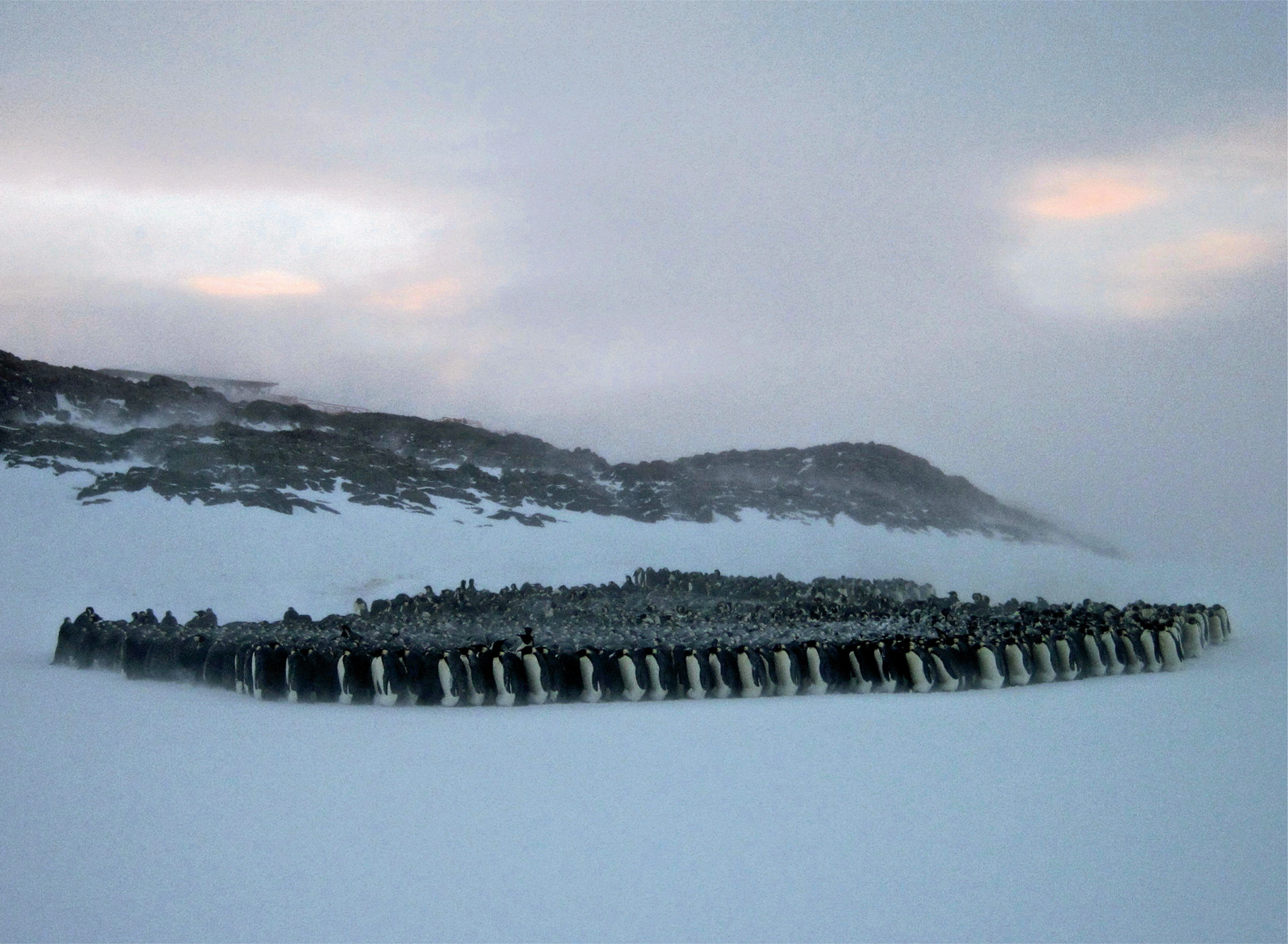 A group of male emperor penguins, each with an egg carefully balanced on its feet, keeps warm by huddling together. The huddle is continually changing as birds shuffle around to be in the centre and out of the wind. They remain this way for about nine weeks in the depths of winter.