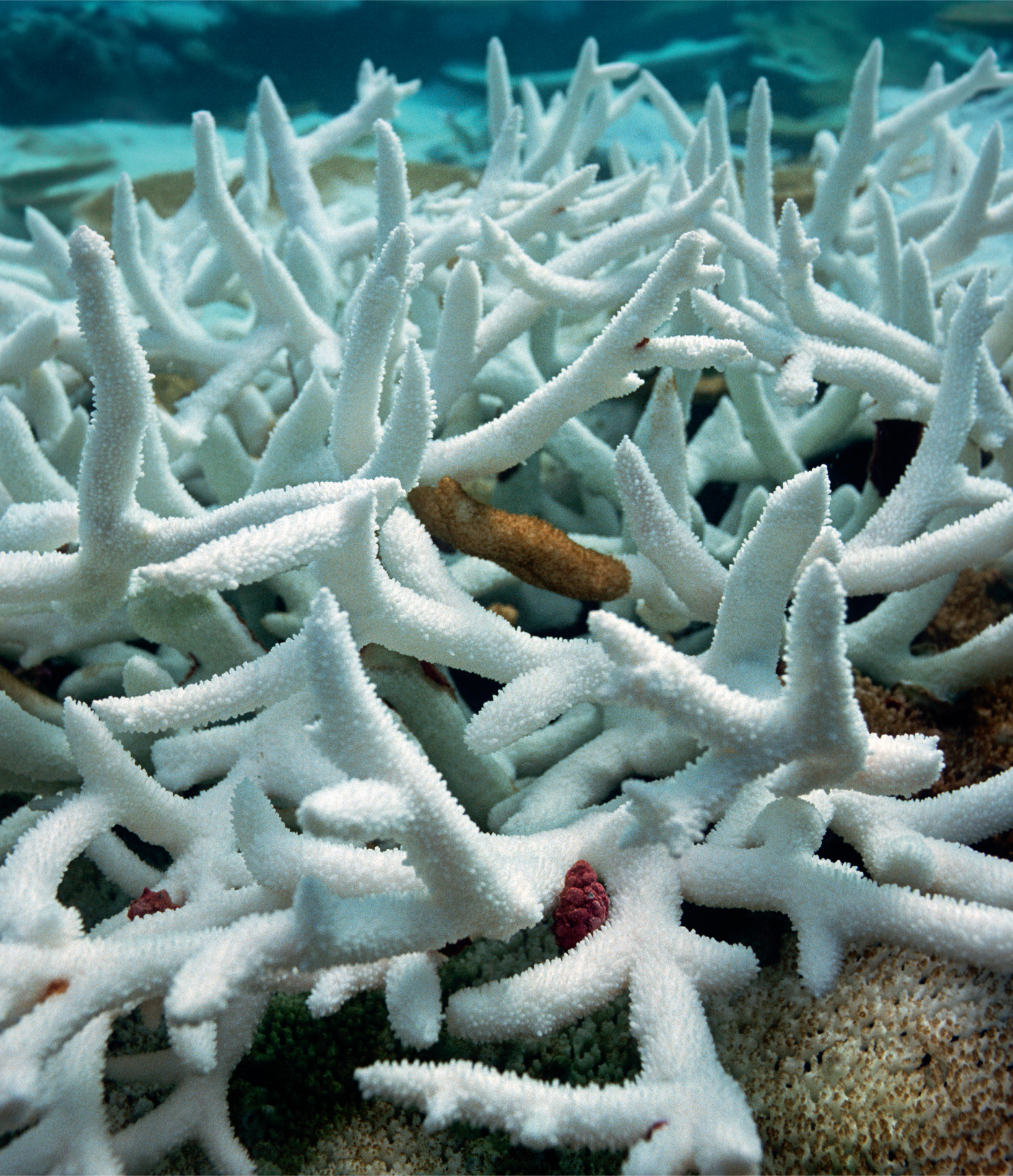 A reef of staghorn coral has bleached. The coral polyps have ejected their symbiotic zooxanthellae, and, although they might survive for a short time without them, long-term bleaching will result in the death of the coral.