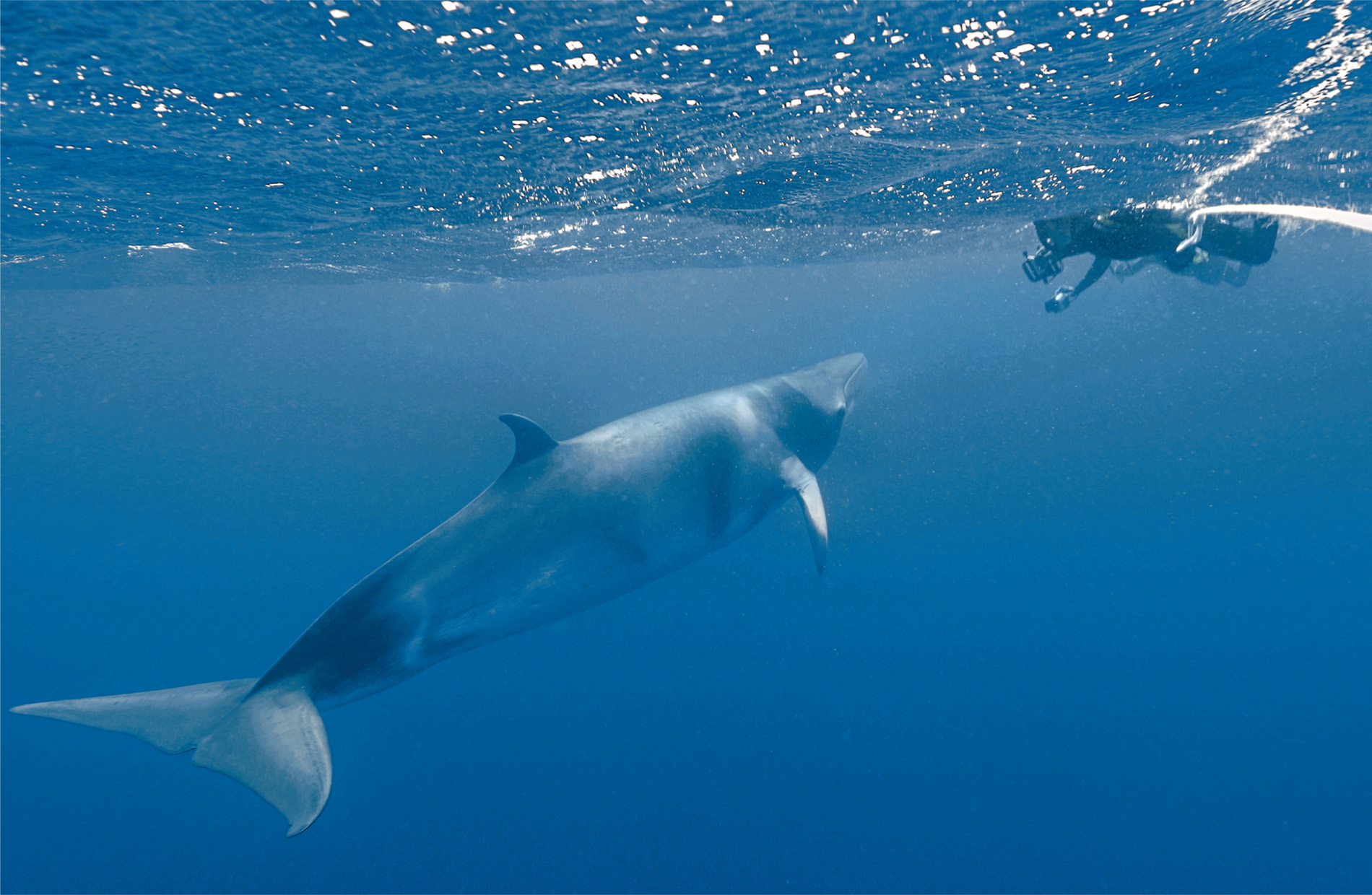 A tourist has a face-to-face encounter with a dwarf minke whale. The whale appears to be just as interested in the human as the human is in the whale.