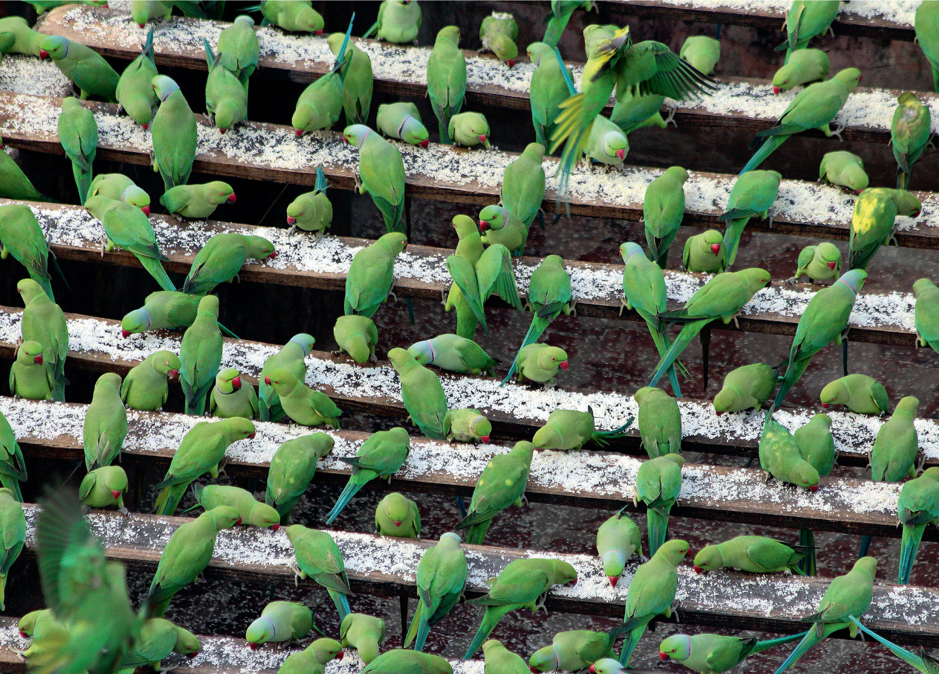 Ring-necked parakeets dominate Joseph’s dining tables. They live for more than 30 years, and are frequently kept as pets. They originate from Sri Lanka.