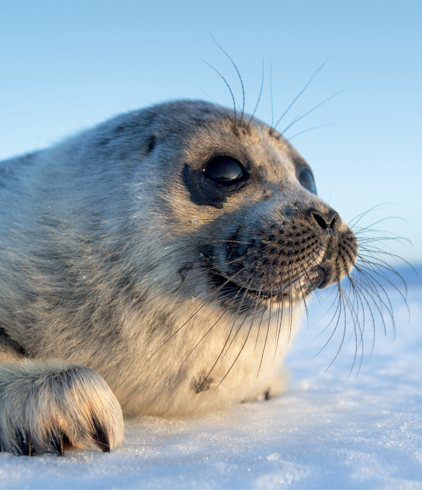 Baby Baikal seals have thick, white natal hair. They wait on the ice for their mothers to return from hunting. The adults can dive to 400 metres in pursuit of fish, and stay down for 40 minutes, although most dives last for less than 10 minutes.