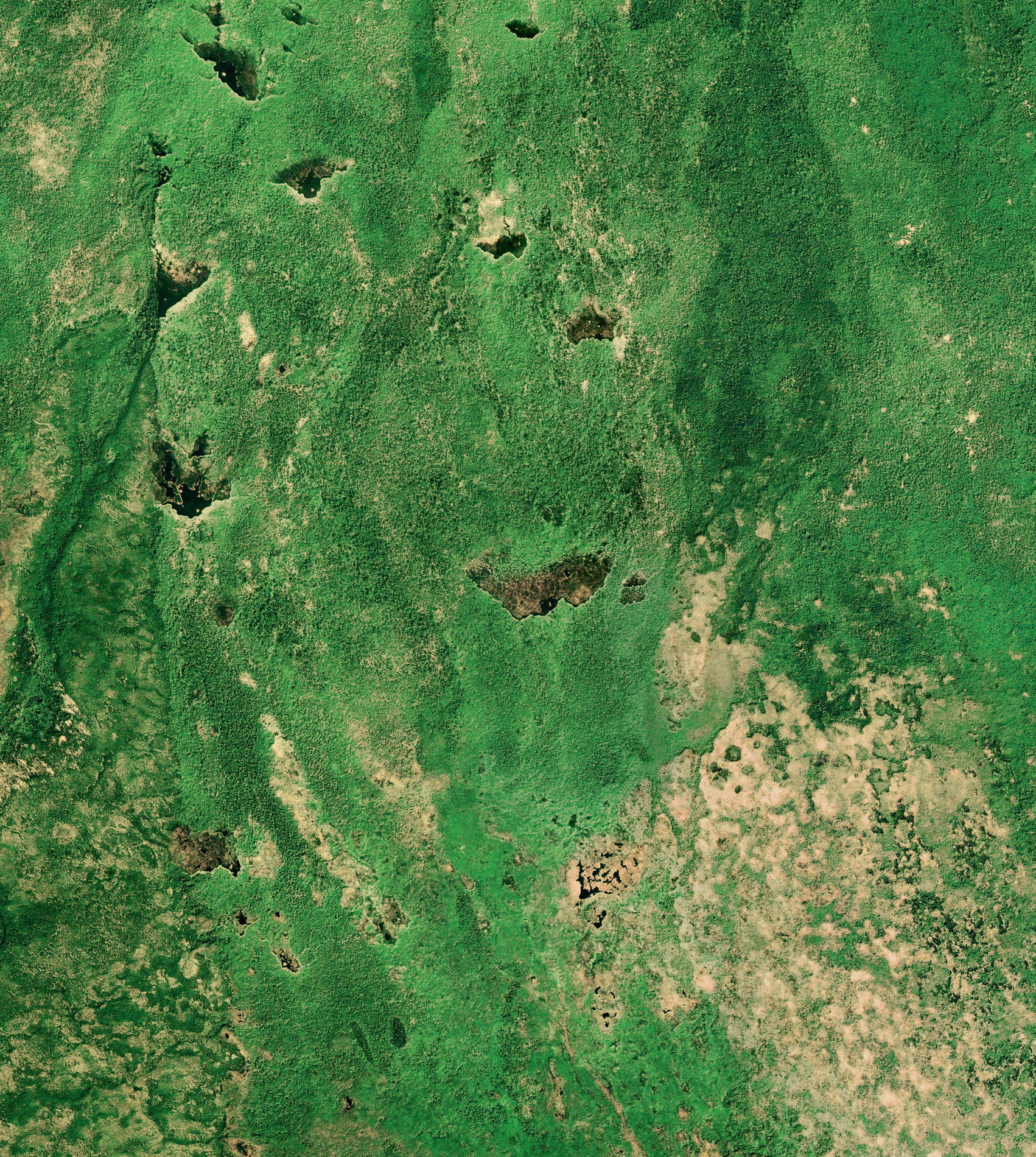 From space, the beaver lake is in the centre of the picture. The record-breaking dam has been constructed by several generations of beavers in two families, and it could eventually grow to a kilometre long. Dams are long in this area as the land is so flat. © 2018, Deimos Imaging SLU, an UrtheCast Company.