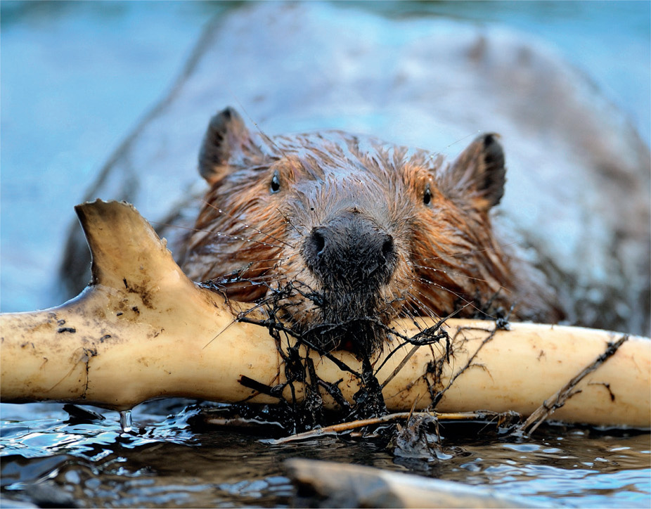 Beavers re-engineer the landscape with logs and mud. An old dam has noticeably more vegetation growing amongst the tangle of wood. It helps to stabilise the entire structure.